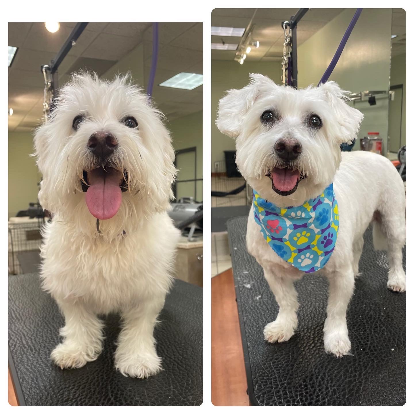 Before & After - Five Star Dog Grooming