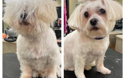 Dog Grooming is More Than Just Looks